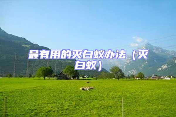 最有用的滅白蟻辦法（滅白蟻）