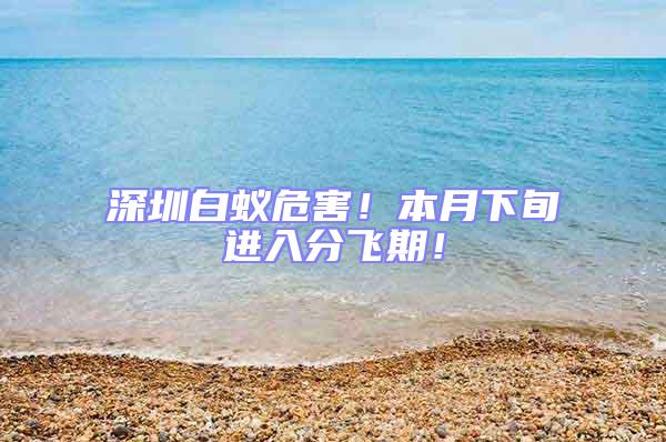 深圳白蟻危害！本月下旬進(jìn)入分飛期！