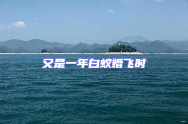 又是一年白蟻婚飛時