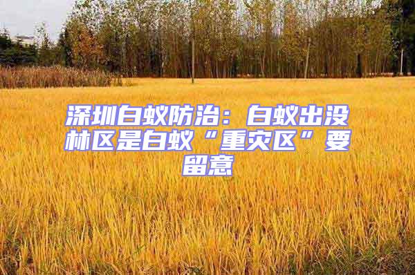深圳白蟻防治：白蟻出沒林區(qū)是白蟻“重災區(qū)”要留意