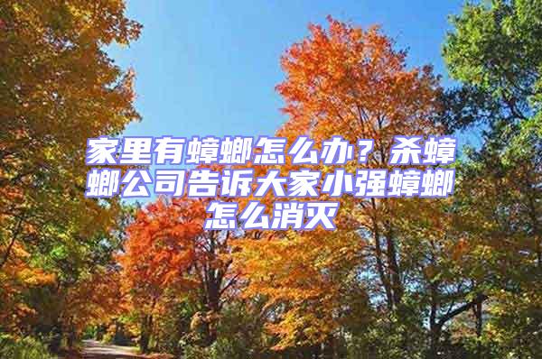 家里有蟑螂怎么辦？殺蟑螂公司告訴大家小強蟑螂怎么消滅