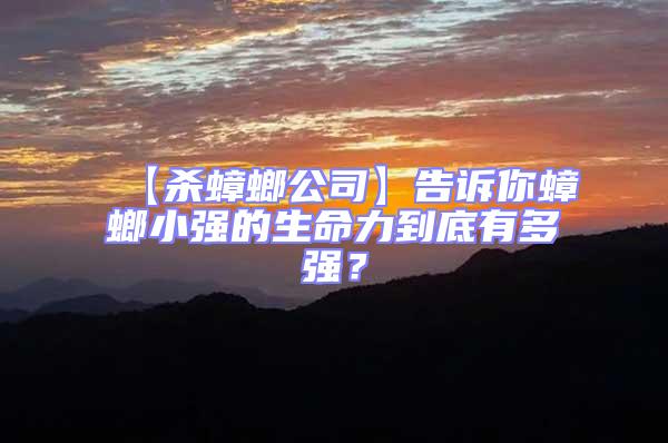 【殺蟑螂公司】告訴你蟑螂小強的生命力到底有多強？