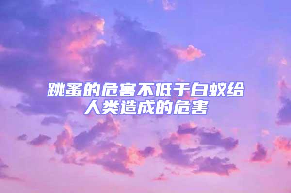 跳蚤的危害不低于白蟻給人類造成的危害