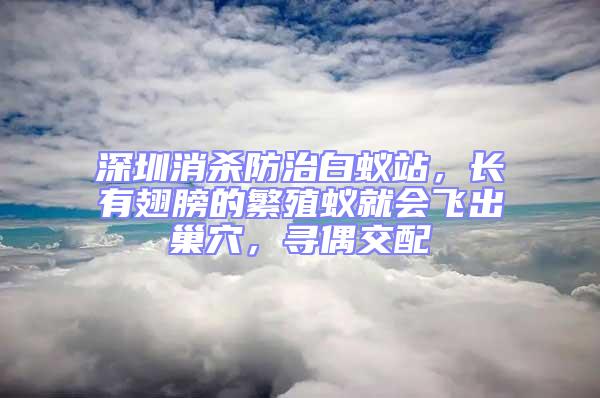 深圳消殺防治白蟻站，長有翅膀的繁殖蟻就會飛出巢穴，尋偶交配