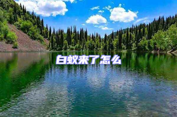 白蟻來了怎么