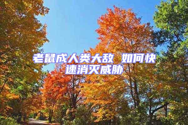 老鼠成人類大敵 如何快速消滅威脅