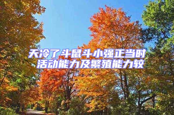 天冷了斗鼠斗小強正當時 活動能力及繁殖能力較
