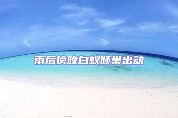 雨后傍晚白蟻傾巢出動