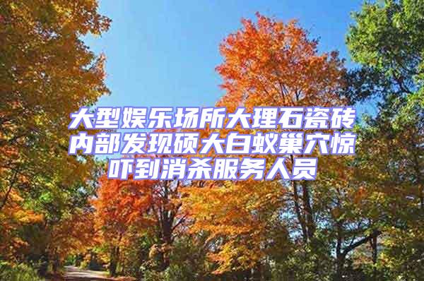 大型娛樂場所大理石瓷磚內部發現碩大白蟻巢穴驚嚇到消殺服務人員