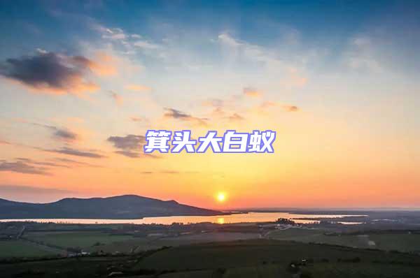 箕頭大白蟻