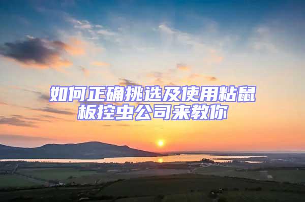 如何正確挑選及使用粘鼠板控蟲公司來教你