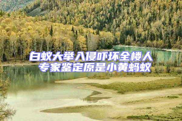 白蟻大舉入侵嚇壞全樓人 專家鑒定原是小黃螞蟻