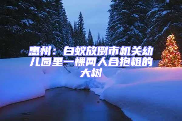 惠州：白蟻放倒市機關幼兒園里一棵兩人合抱粗的大樹