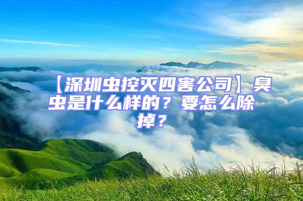 【深圳蟲控滅四害公司】臭蟲是什么樣的？要怎么除掉？