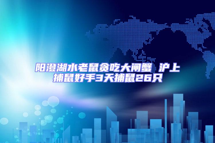 陽澄湖水老鼠貪吃大閘蟹 滬上捕鼠好手3天捕鼠26只