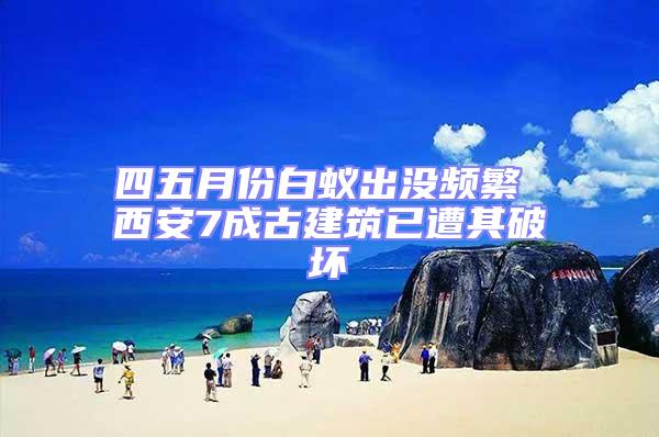 四五月份白蟻出沒頻繁 西安7成古建筑已遭其破壞