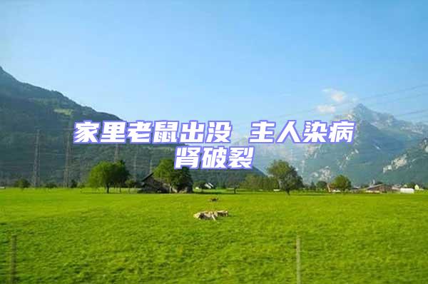 家里老鼠出沒 主人染病腎破裂