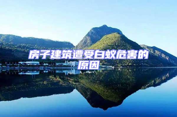 房子建筑遭受白蟻危害的原因