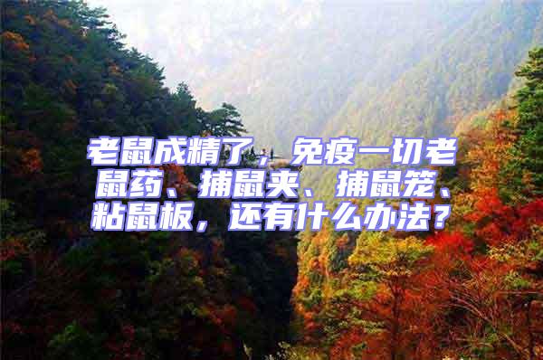 老鼠成精了，免疫一切老鼠藥、捕鼠夾、捕鼠籠、粘鼠板，還有什么辦法？