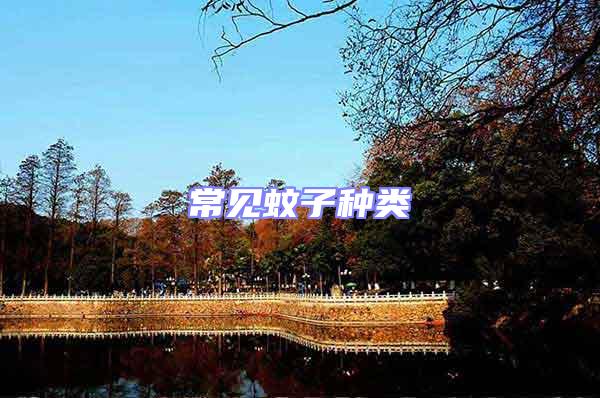 常見蚊子種類