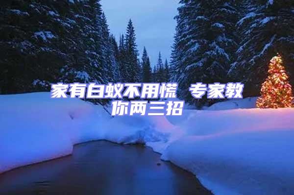 家有白蟻不用慌 專家教你兩三招