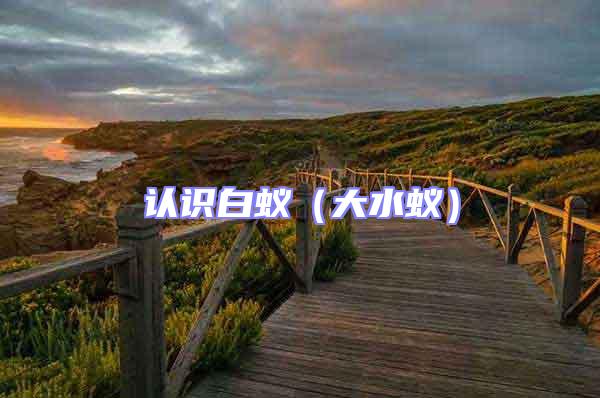 認(rèn)識白蟻（大水蟻）