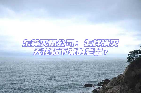 東莞滅鼠公司：怎樣消滅天花板下來的老鼠？