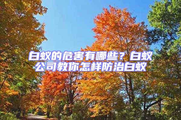 白蟻的危害有哪些？白蟻公司教你怎樣防治白蟻