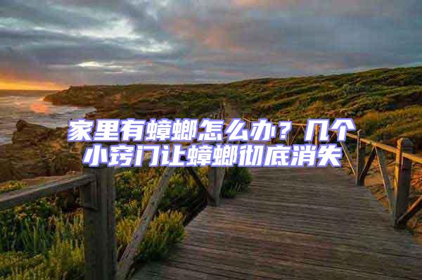 家里有蟑螂怎么辦？幾個小竅門讓蟑螂徹底消失