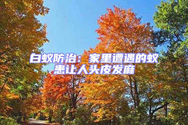 白蟻防治：家里遭遇的蟻患讓人頭皮發麻