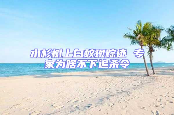 水杉樹上白蟻現蹤跡 專家為啥不下追殺令