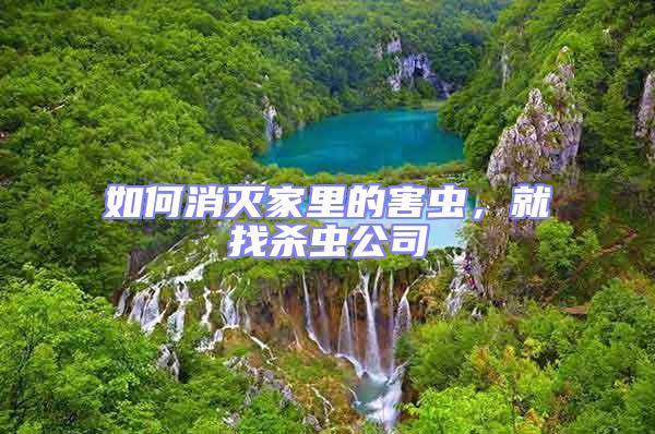 如何消滅家里的害蟲，就找殺蟲公司