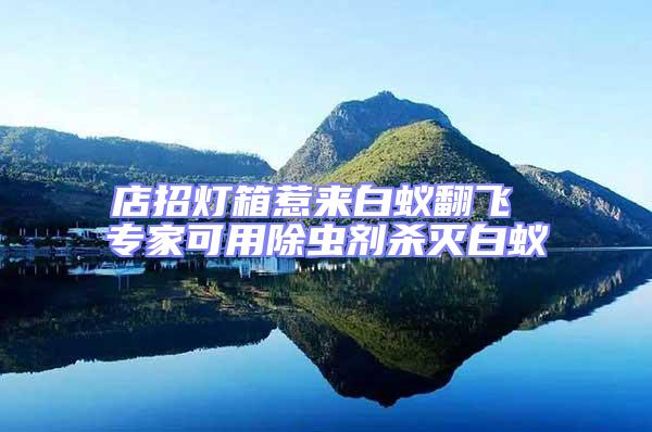 店招燈箱惹來白蟻翻飛 專家可用除蟲劑殺滅白蟻