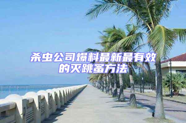 殺蟲公司爆料最新最有效的滅跳蚤方法