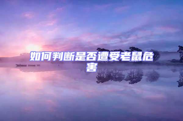 如何判斷是否遭受老鼠危害