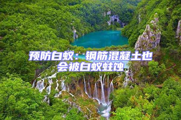 預防白蟻：鋼筋混凝土也會被白蟻蛀蝕