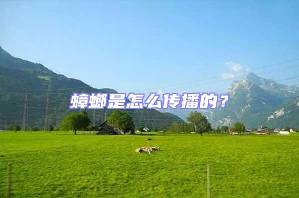 蟑螂是怎么傳播的？