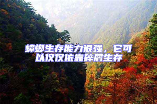 蟑螂生存能力很強，它可以僅僅依靠碎屑生存