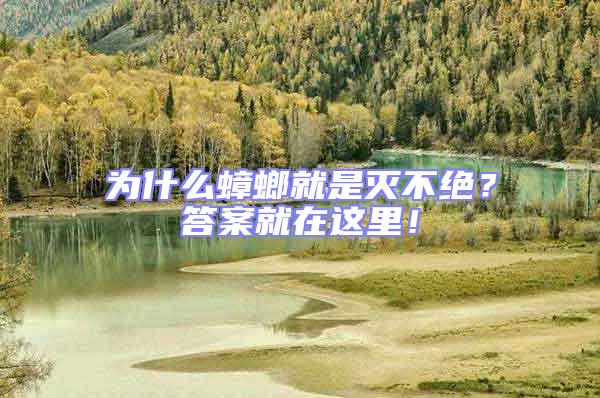 為什么蟑螂就是滅不絕？答案就在這里！