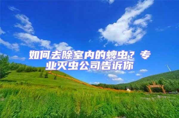 如何去除室內的蜱蟲？專業滅蟲公司告訴你