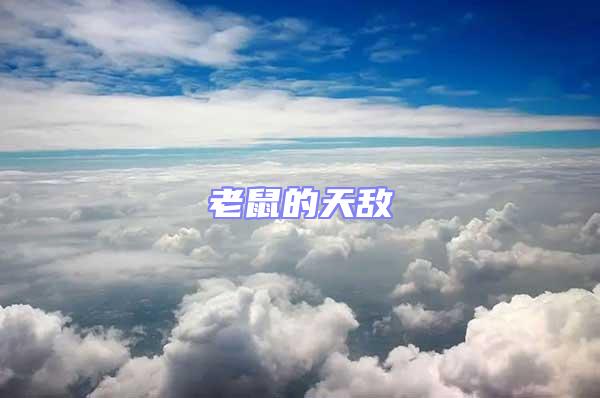 老鼠的天敵