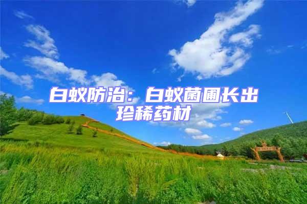 白蟻防治：白蟻菌圃長出珍稀藥材
