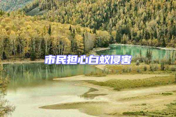 市民擔(dān)心白蟻侵害