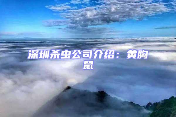 深圳殺蟲(chóng)公司介紹：黃胸鼠
