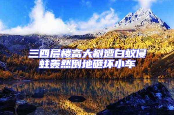 三四層樓高大樹遭白蟻侵蛀轟然倒地砸壞小車