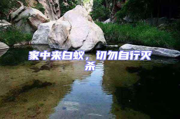 家中來白蟻，切勿自行滅殺