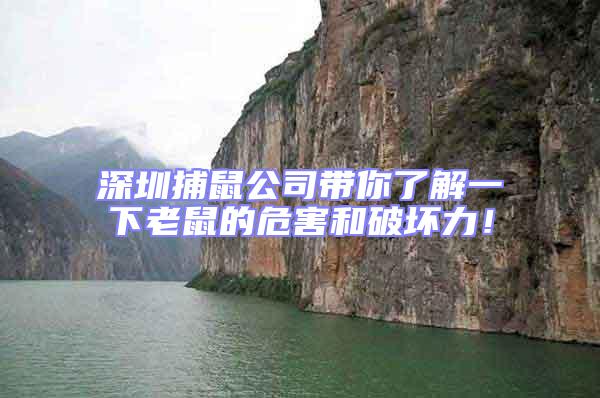 深圳捕鼠公司帶你了解一下老鼠的危害和破壞力！