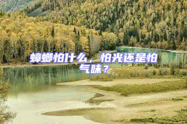 蟑螂怕什么，怕光還是怕氣味？