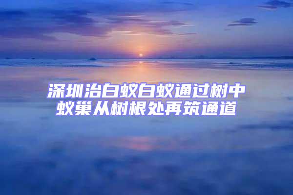 深圳治白蟻白蟻通過樹中蟻巢從樹根處再筑通道