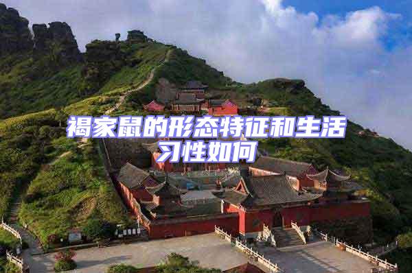 褐家鼠的形態(tài)特征和生活習(xí)性如何